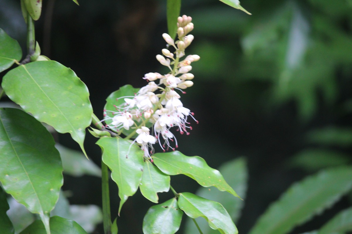 Humboldtia laurifolia Vahl